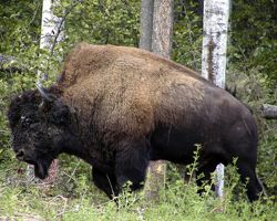 Bison d'Amérique des Fôrets