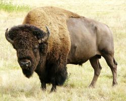 Bison d'Amérique des Plaines