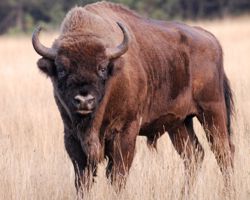 Bison d'Europe